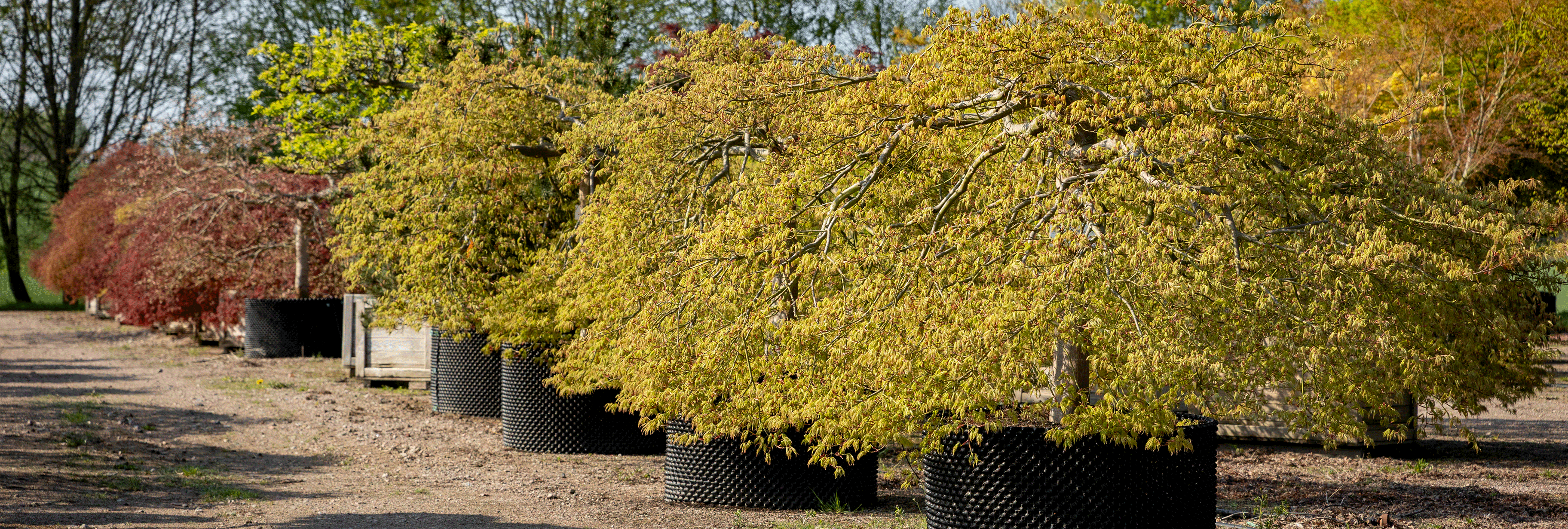 Acer palmatum 'Dissectum' in Reihe Mehrere große Ahornsträucher