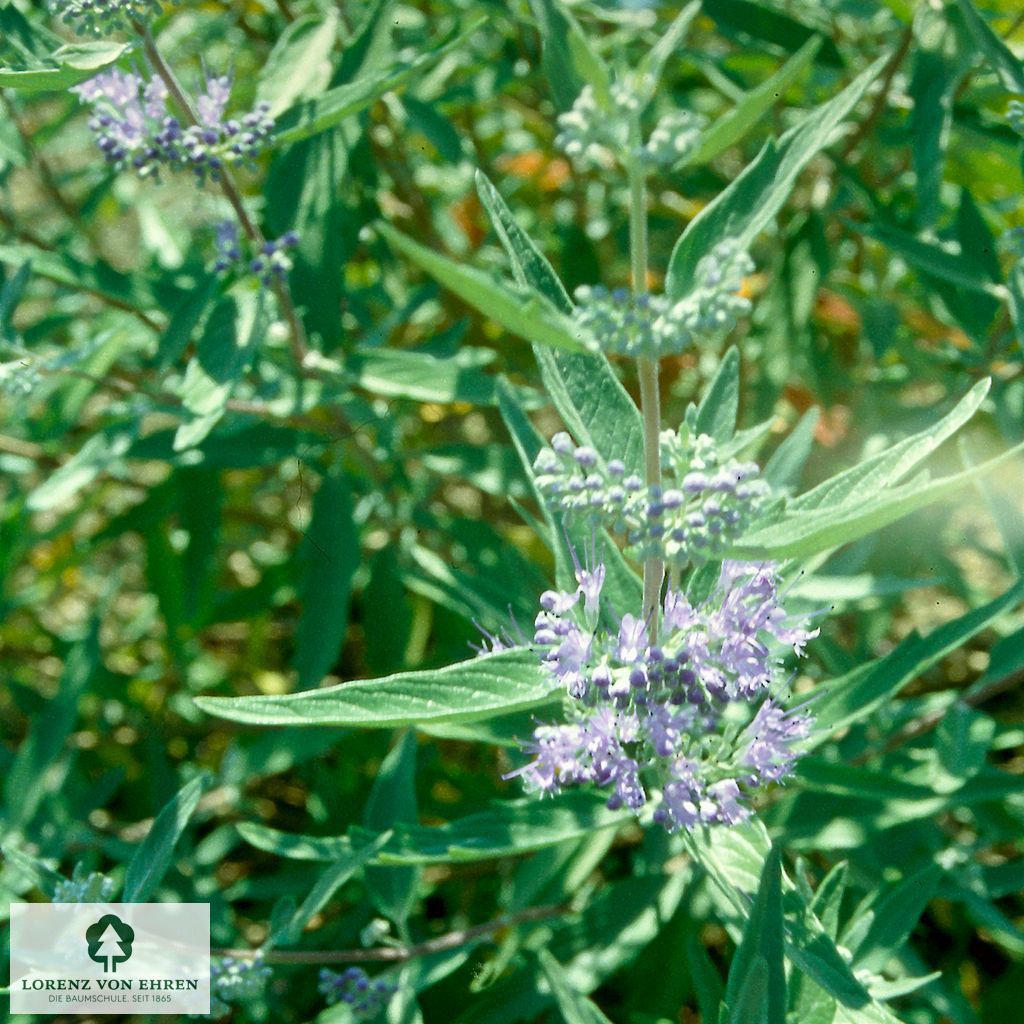 Caryopteris clandonensis 'Heavenly Blue'