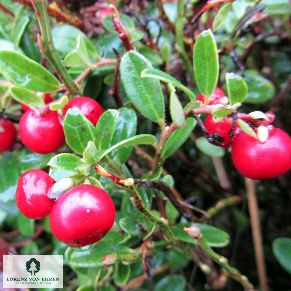 Vaccinium vitis-idaea