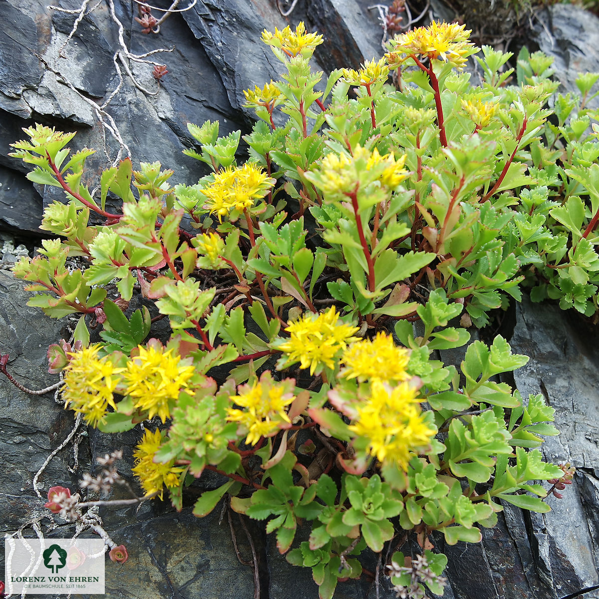 Sedum floriferum 'Weihenstephaner Gold'