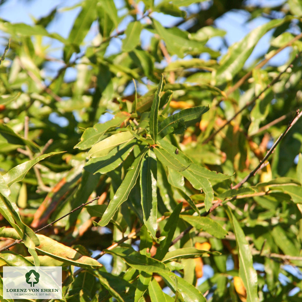 Quercus phellos