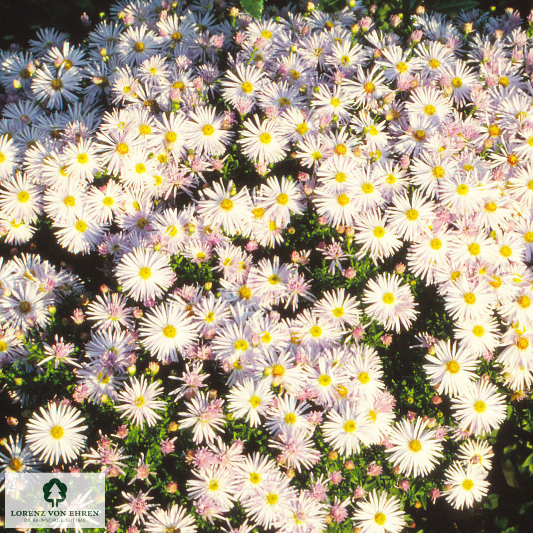 Aster novae-angliae 'Herbstschnee'