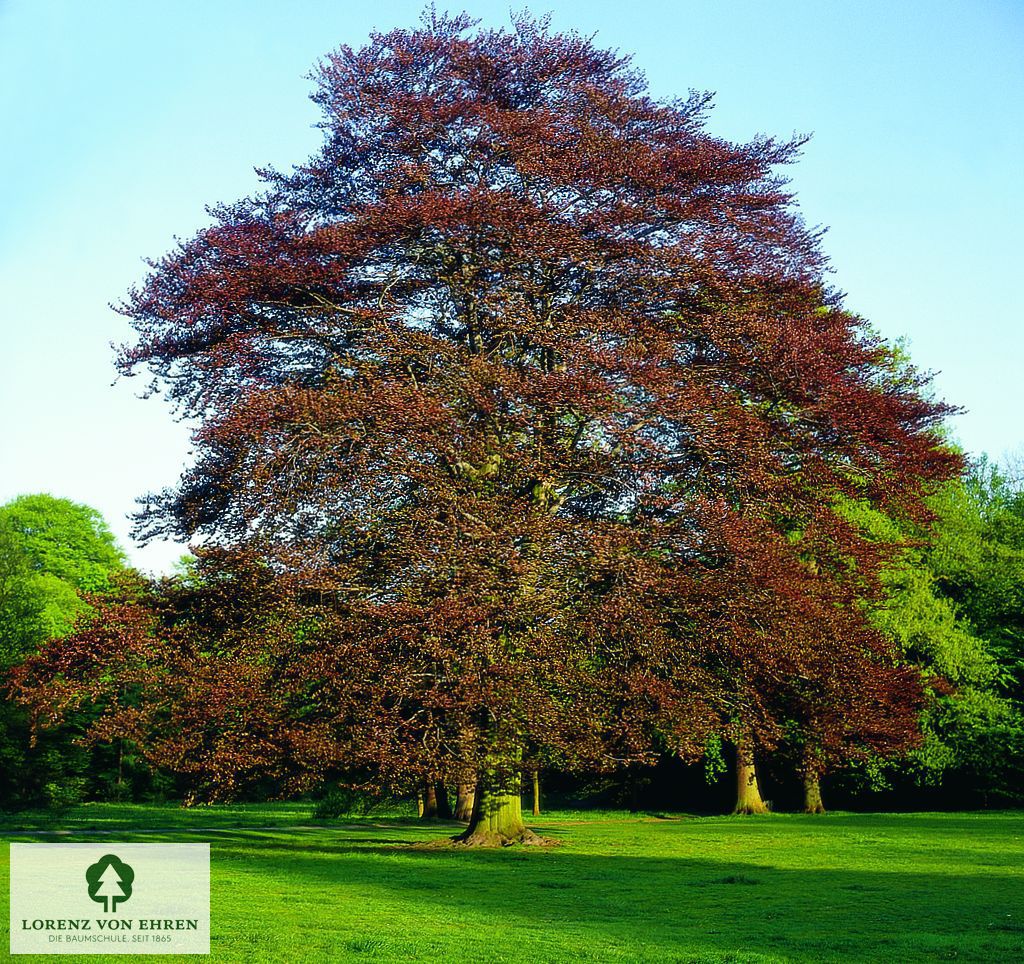 Fagus sylvatica 'Swat Magret'