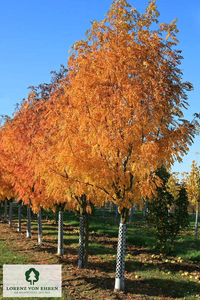 Sorbus domestica