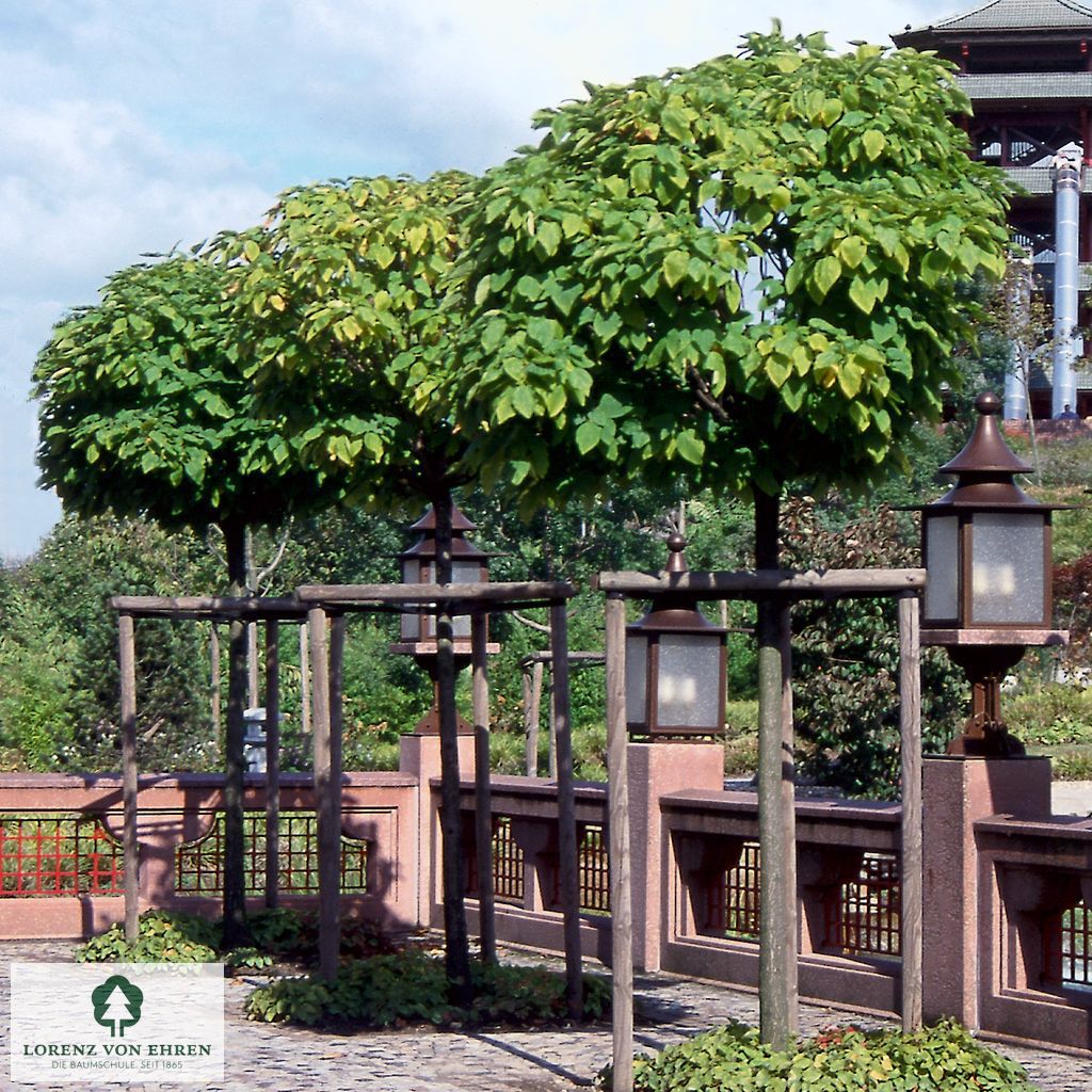 Catalpa bignonioides 'Nana'