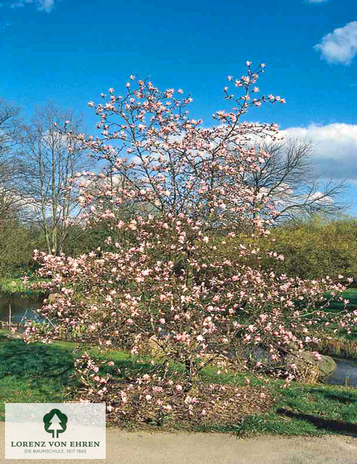 Magnolia loebneri 'Leonard Messel'