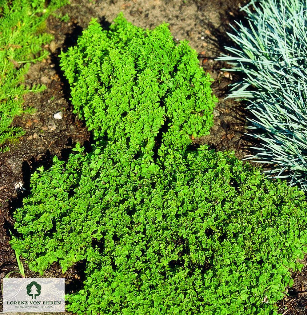 Origanum vulgare 'Compactum'