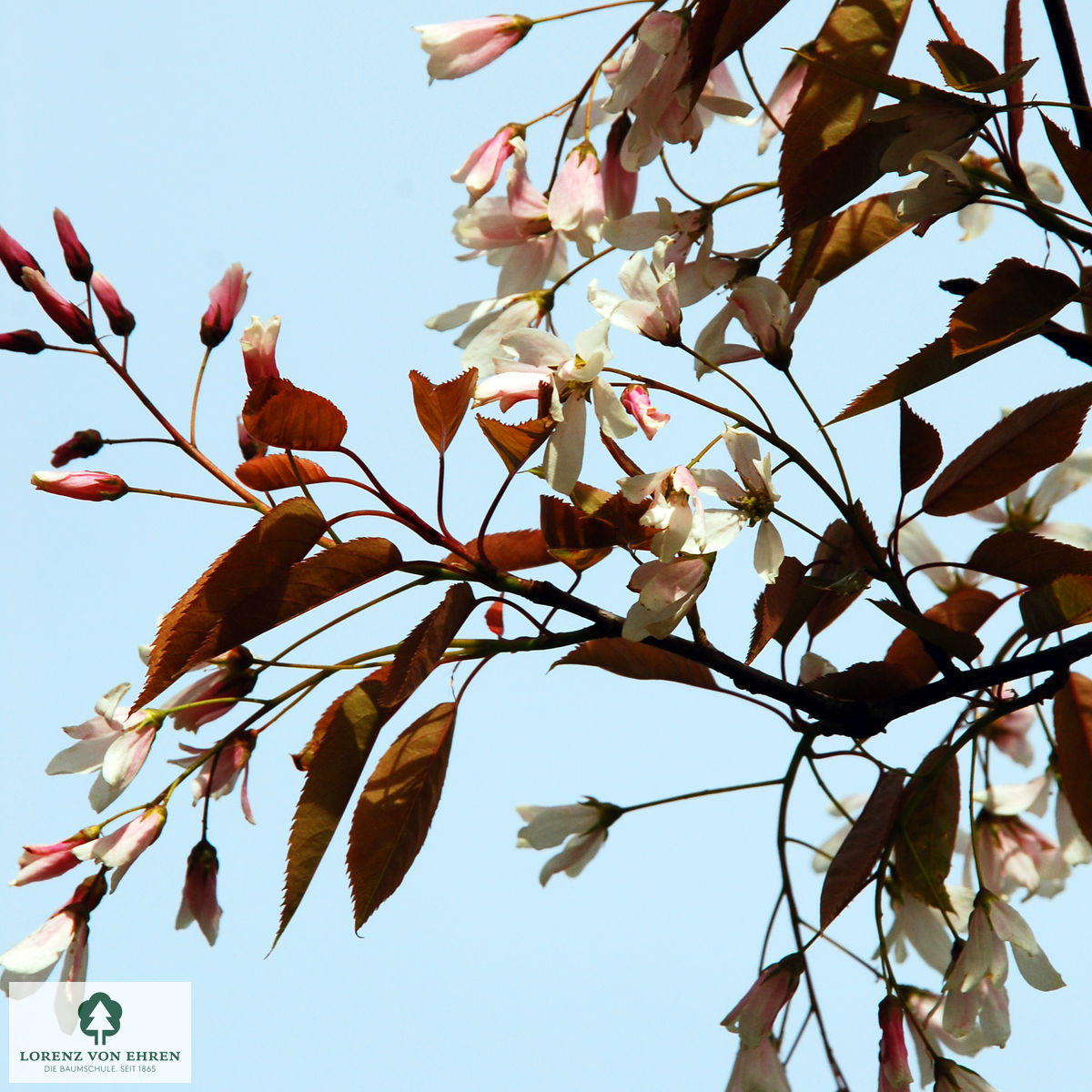 Amelanchier arborea 'Robin Hill'