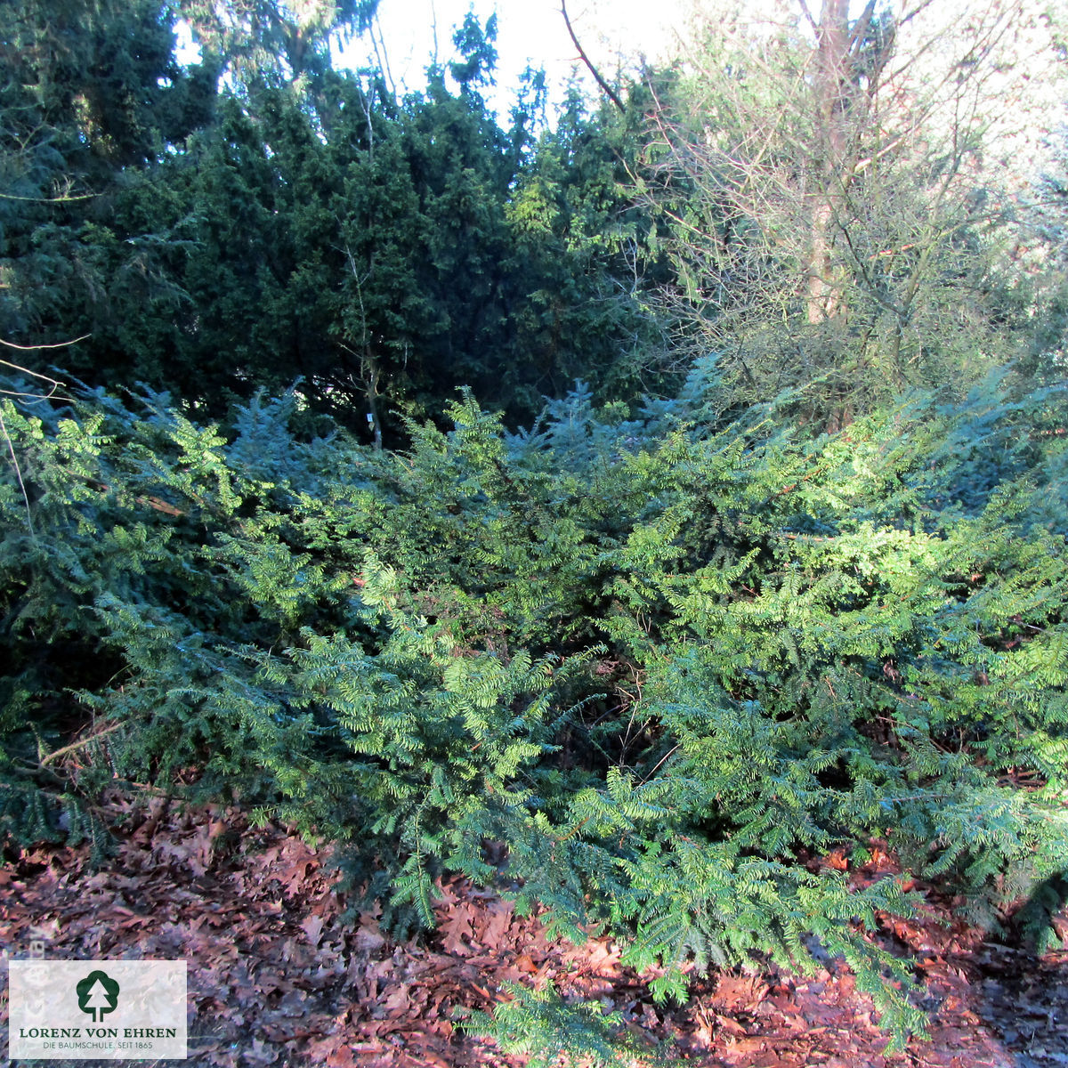 Taxus baccata 'Summergold'