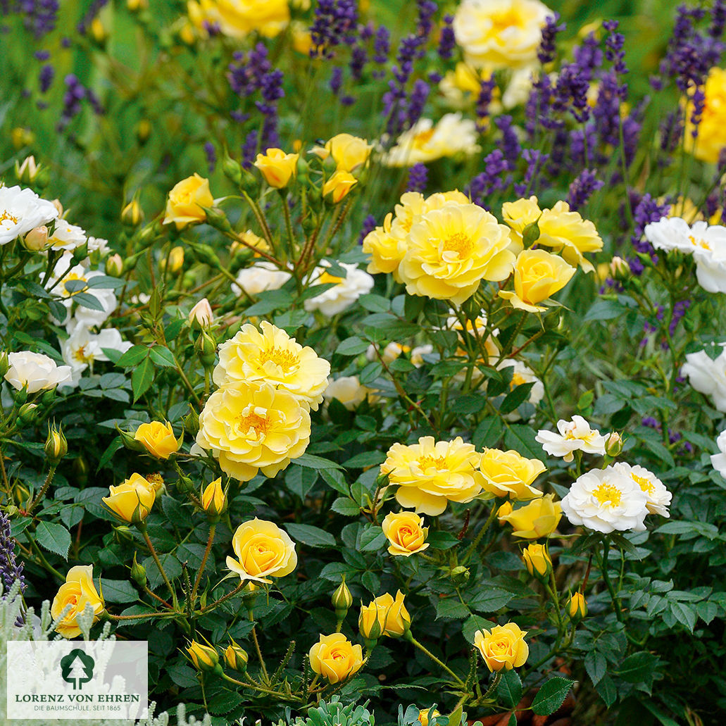 Rosa 'Bienenweide Gelb'