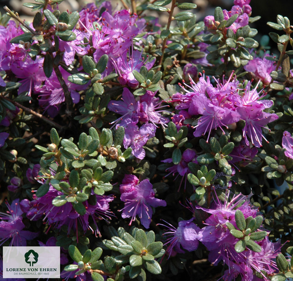 Rhododendron impeditum