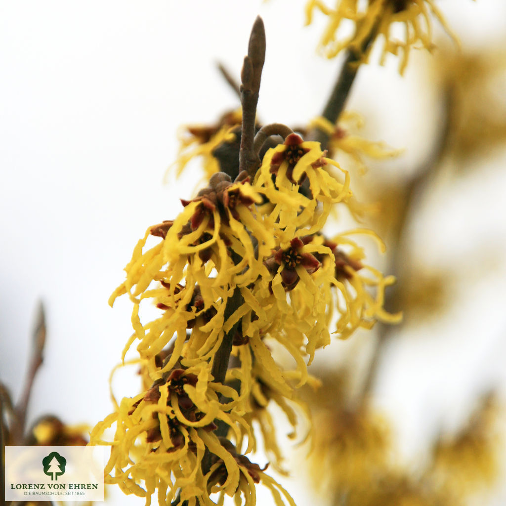 Hamamelis intermedia 'Arnold Promise'