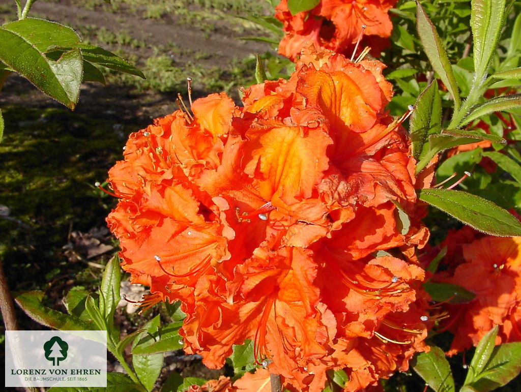 Rhododendron Azalea 'Gibraltar'