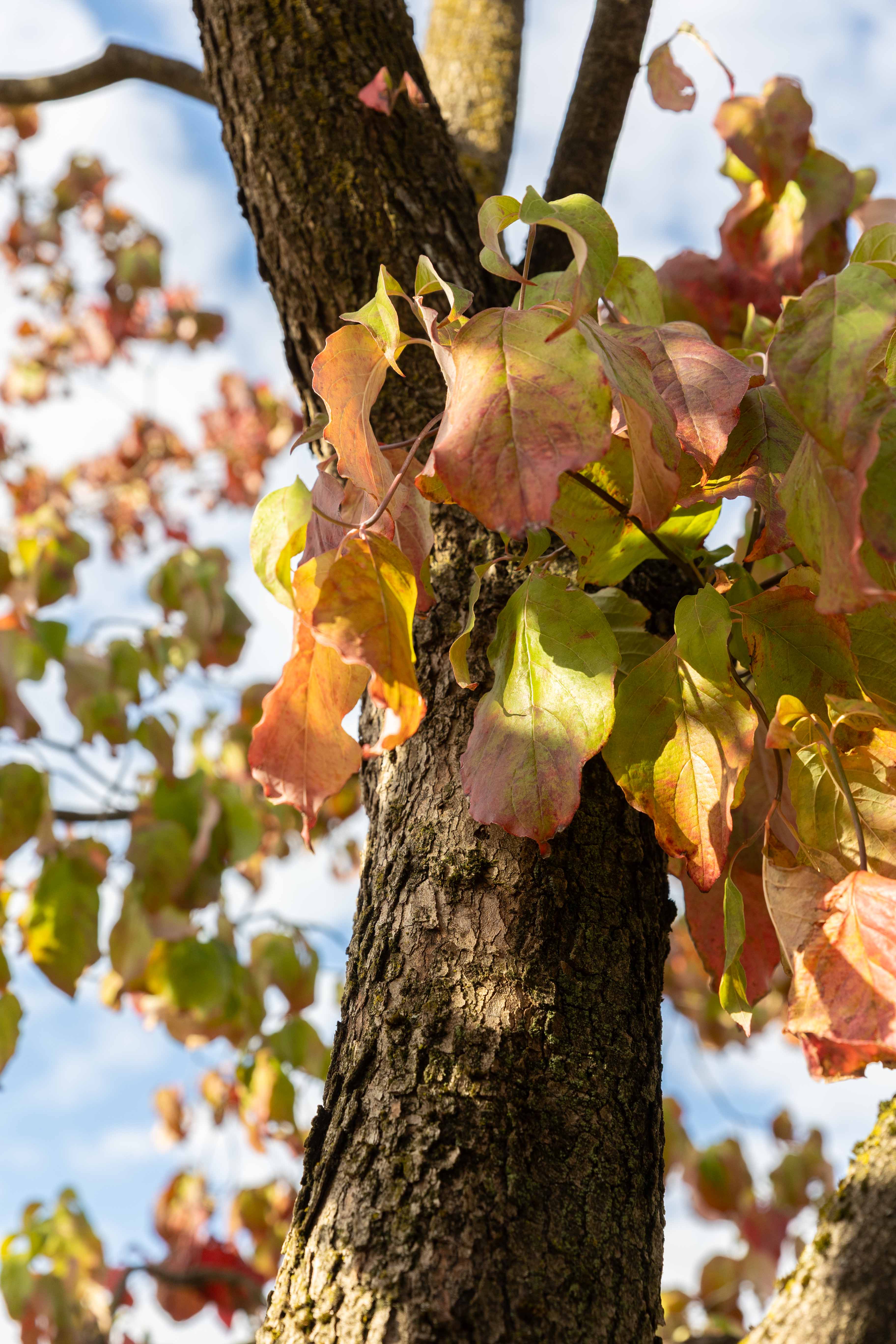 Cornus florida Unikat