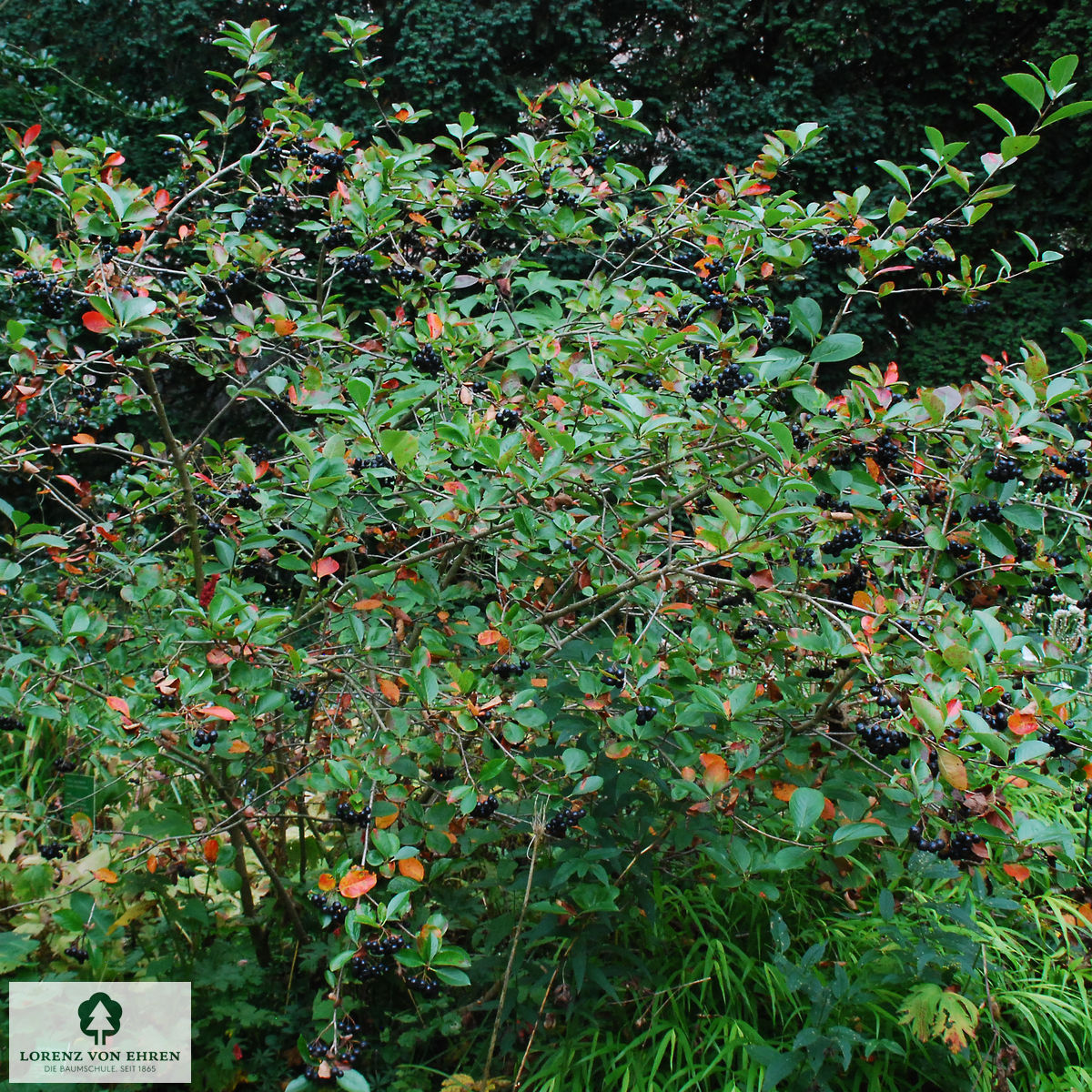 Aronia melanocarpa