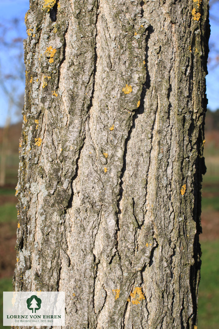 Sophora japonica 'Regent'