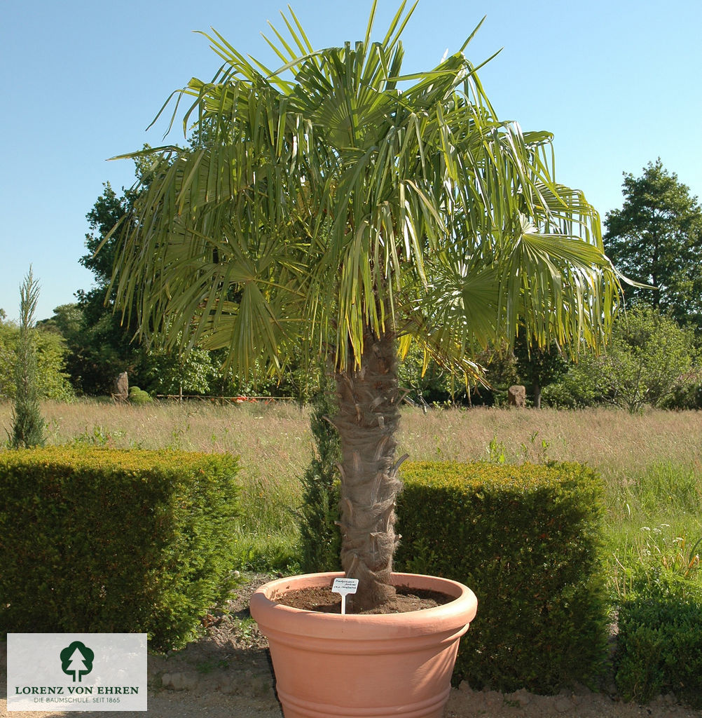 Trachycarpus fortunei
