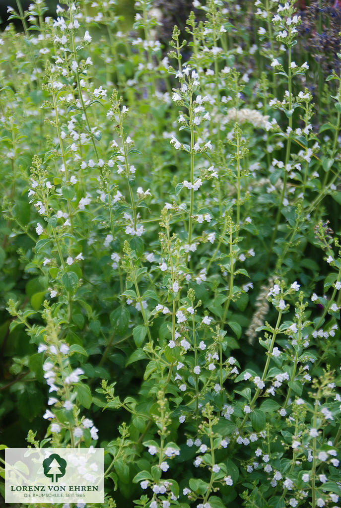 Calamintha nepeta nepeta