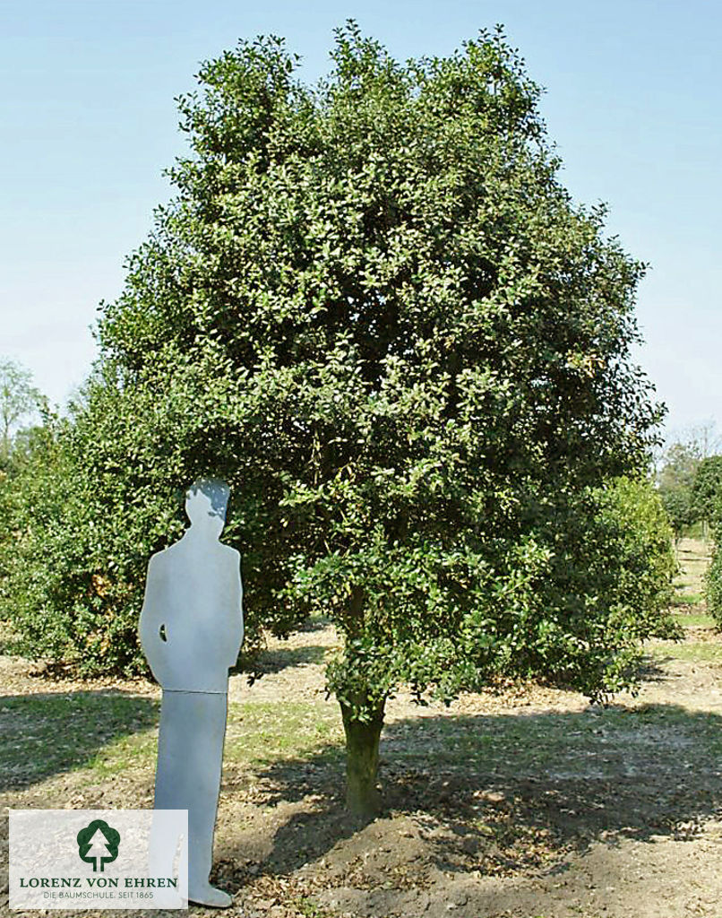 Ilex aquifolium