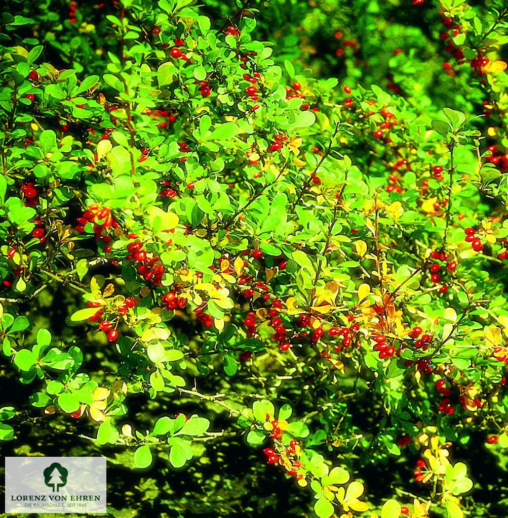 Berberis vulgaris