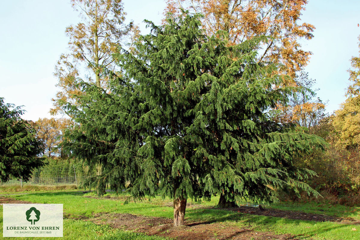 Taxus baccata 'Dovastoniana'