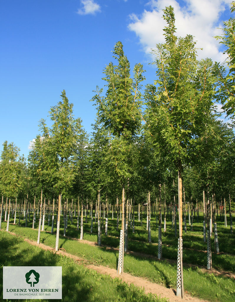 Fraxinus excelsior 'Jaspidea'