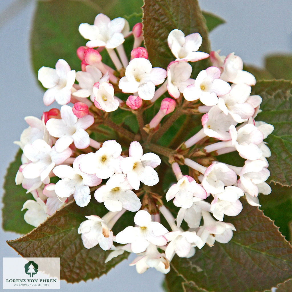 Viburnum carlcephalum