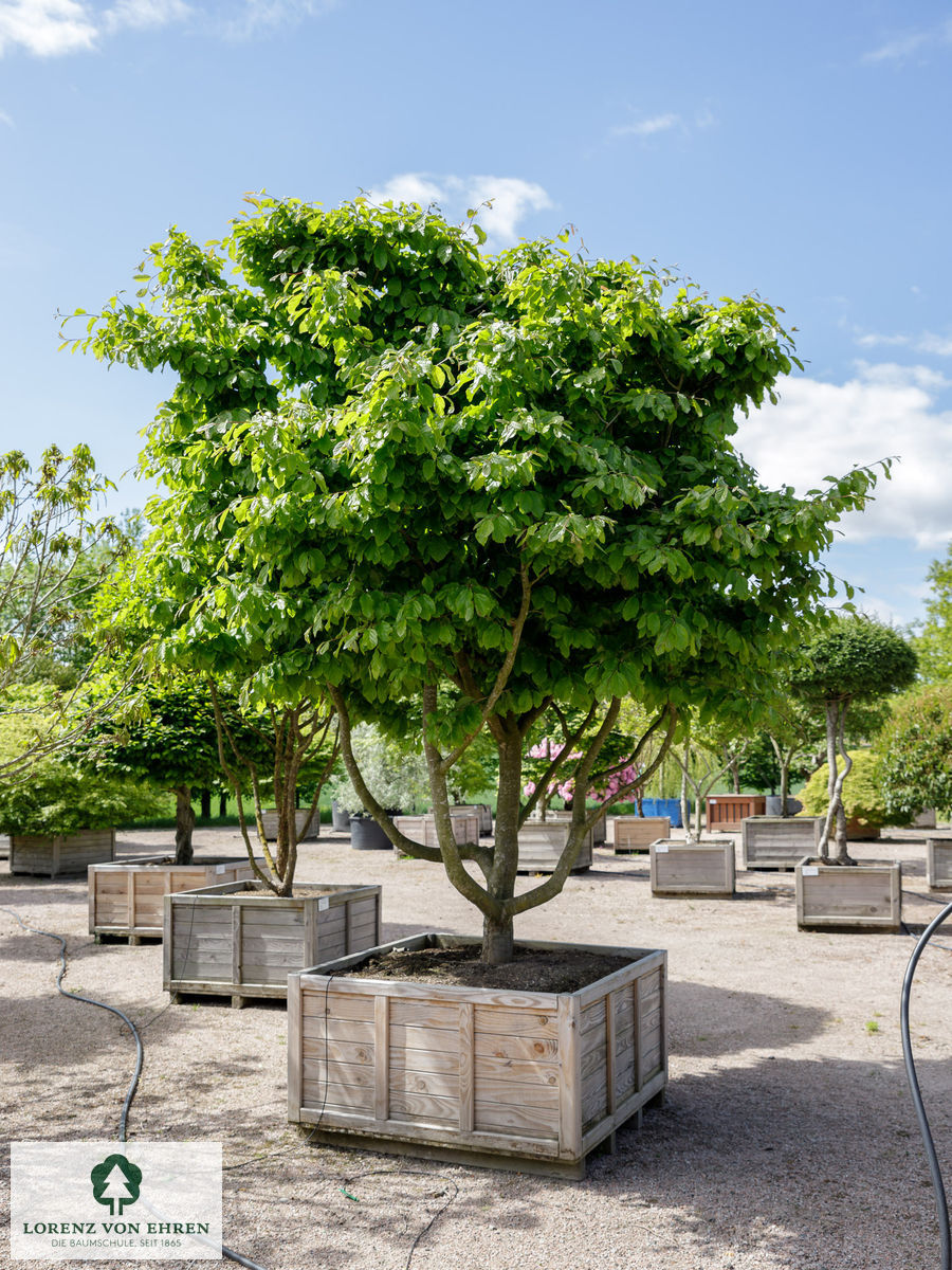 Ein Solitärbaum der Parrotia persica im Container mit üppigem Blattwerk im Sommer.