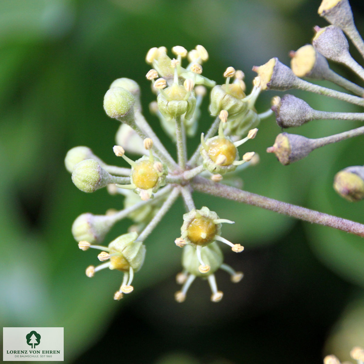 Hedera helix hibernica