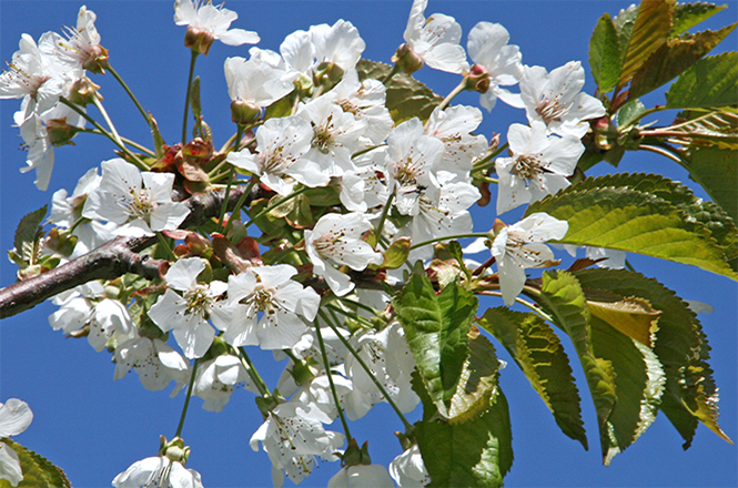 Prunus avium ein Zweig im Frühling mit weißer Blüte