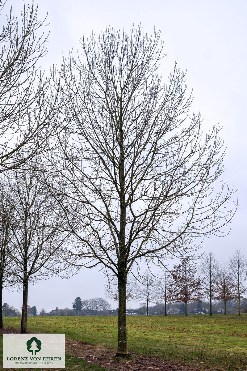 Fraxinus excelsior 'Westhof's Glorie'