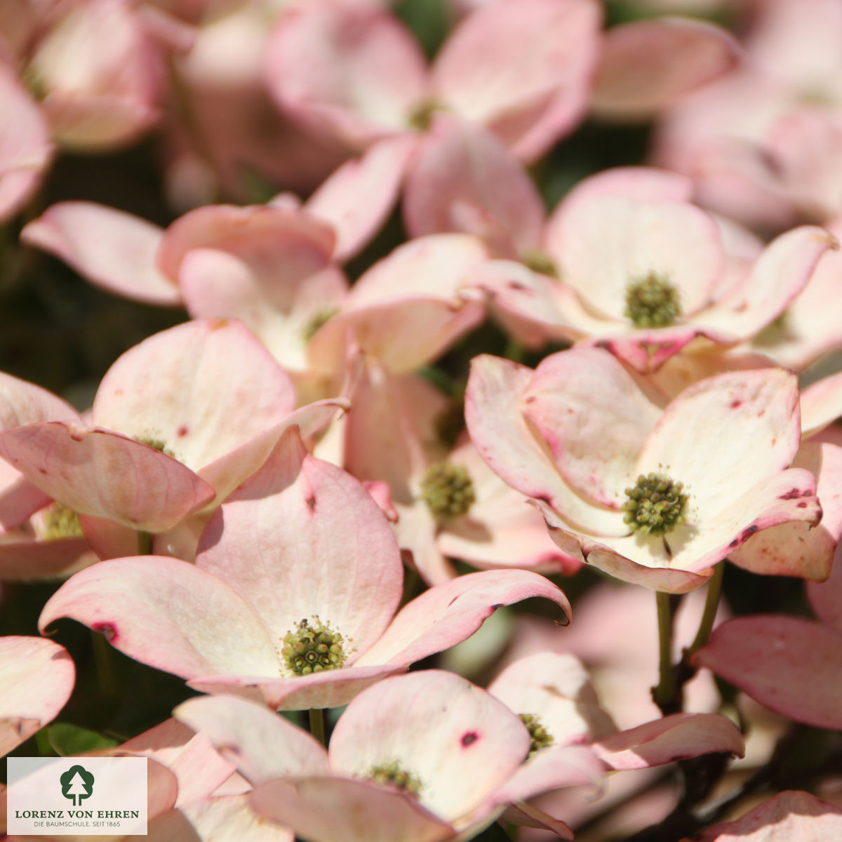 Cornus kousa 'Satomi'