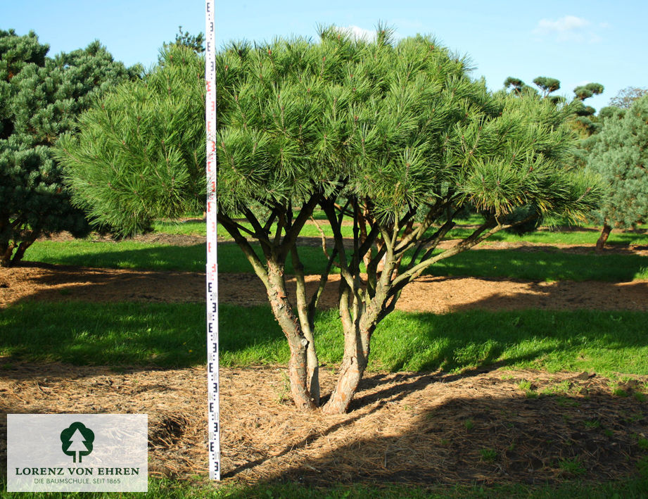 Pinus densiflora 'Pumila'