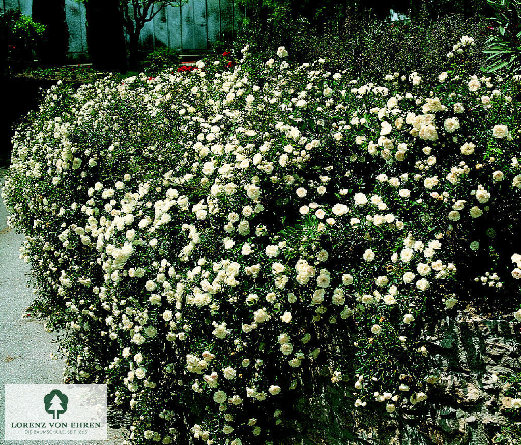 Rosa 'Swany'