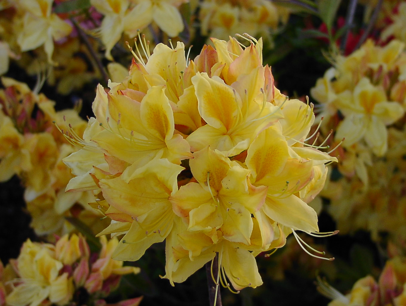 Die lebendigen gelben Blüten von Rhododendron Azalea 'Golden Sunset' bringen strahlende Schönheit in Ihren Garten und setzen sonnige Akzente.