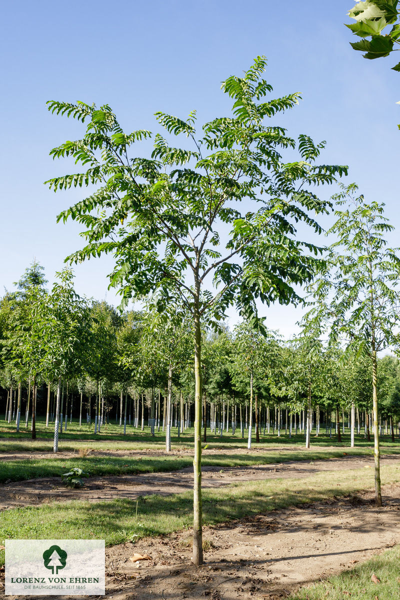 Pterocarya fraxinifolia