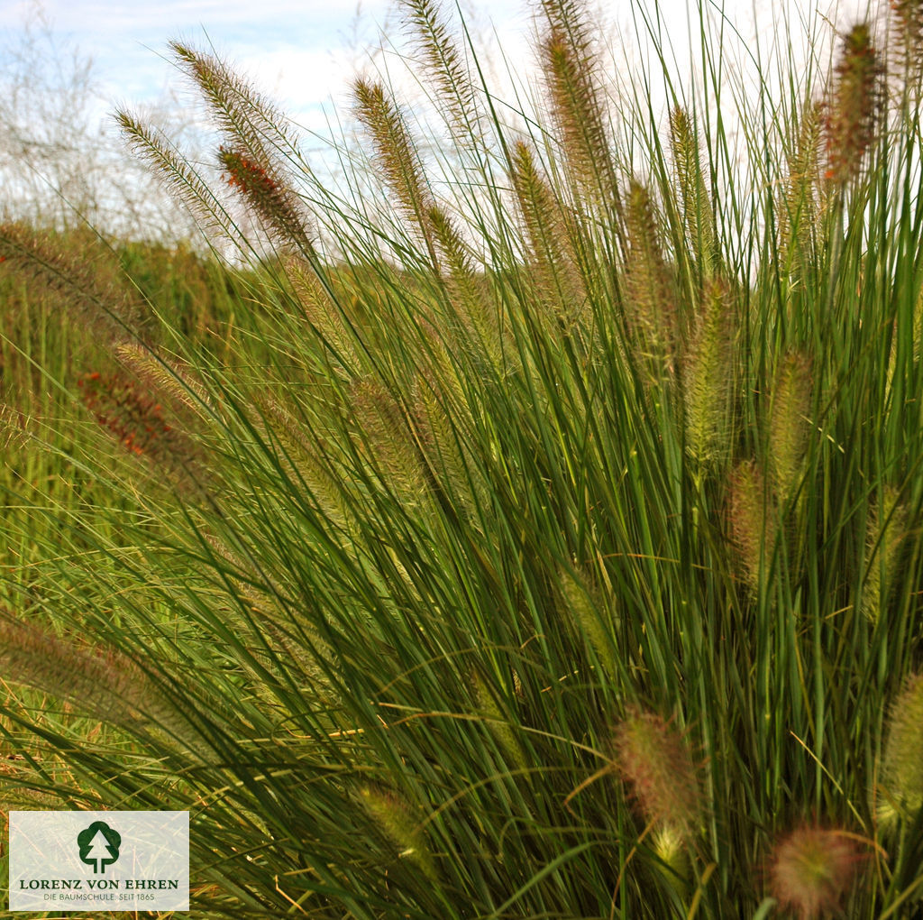 Pennisetum alopecuroides 'Hameln'
