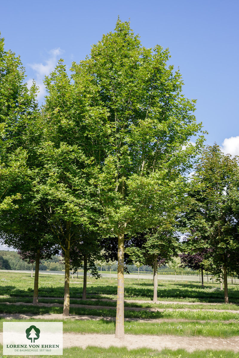 Acer campestre 'Queen Elizabeth'