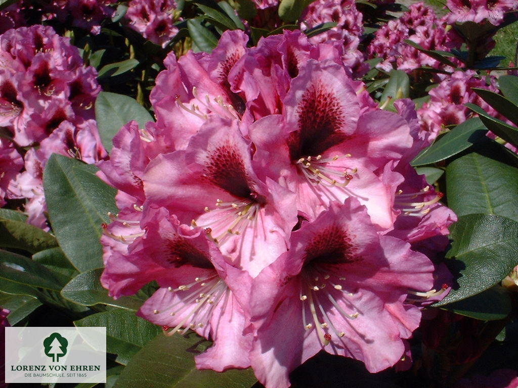 Rhododendron Hybride 'Kokardia'