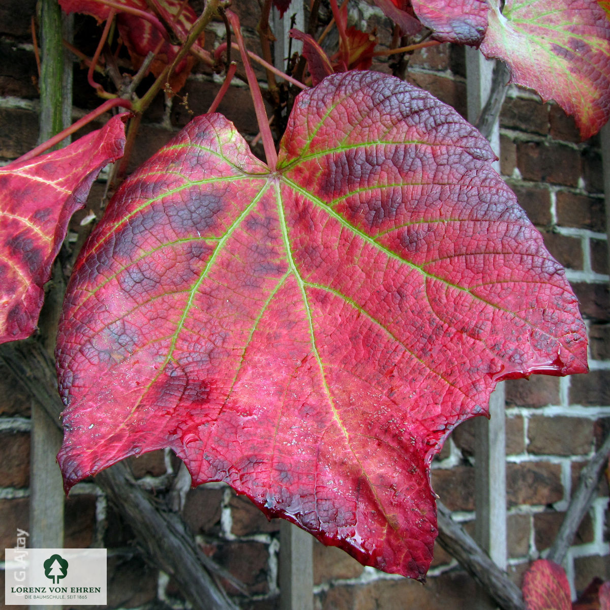 Vitis coignetiae
