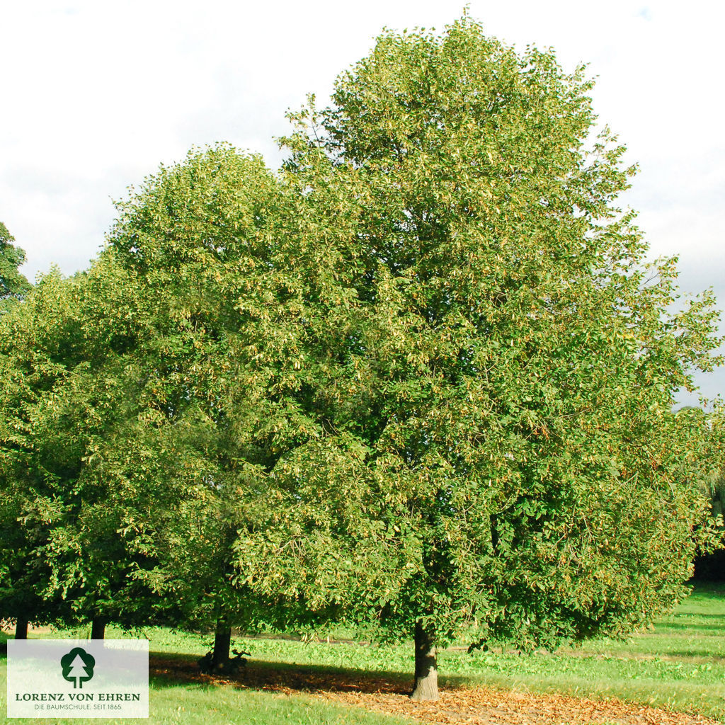 Tilia platyphyllos 'Aurea'