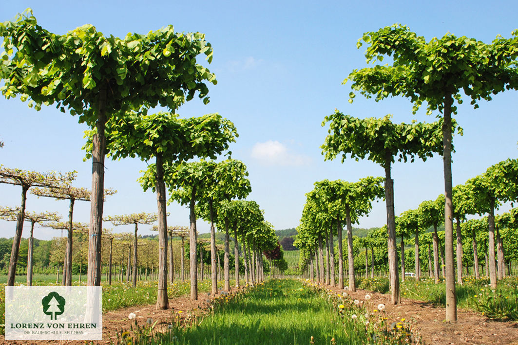 Tilia cordata