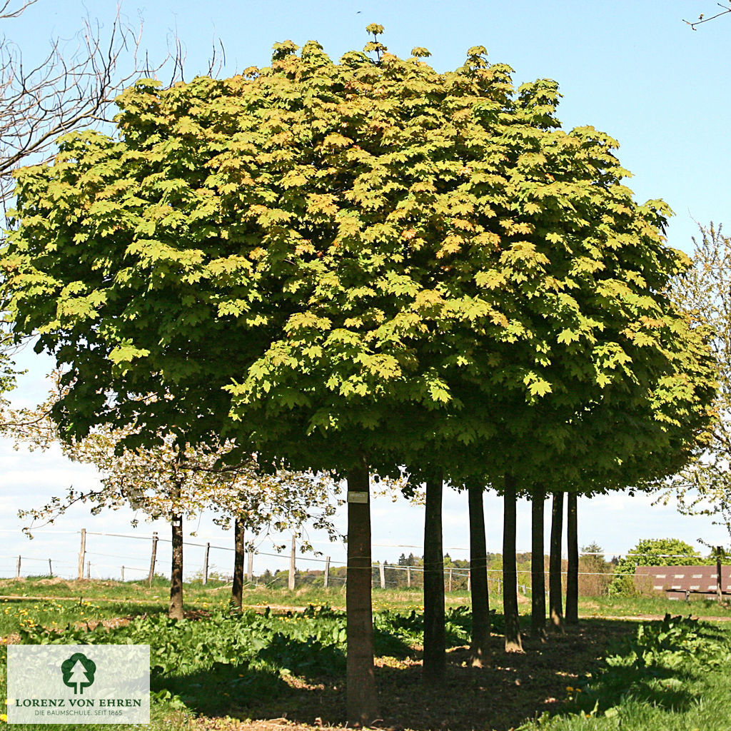 Acer platanoides 'Globosum'