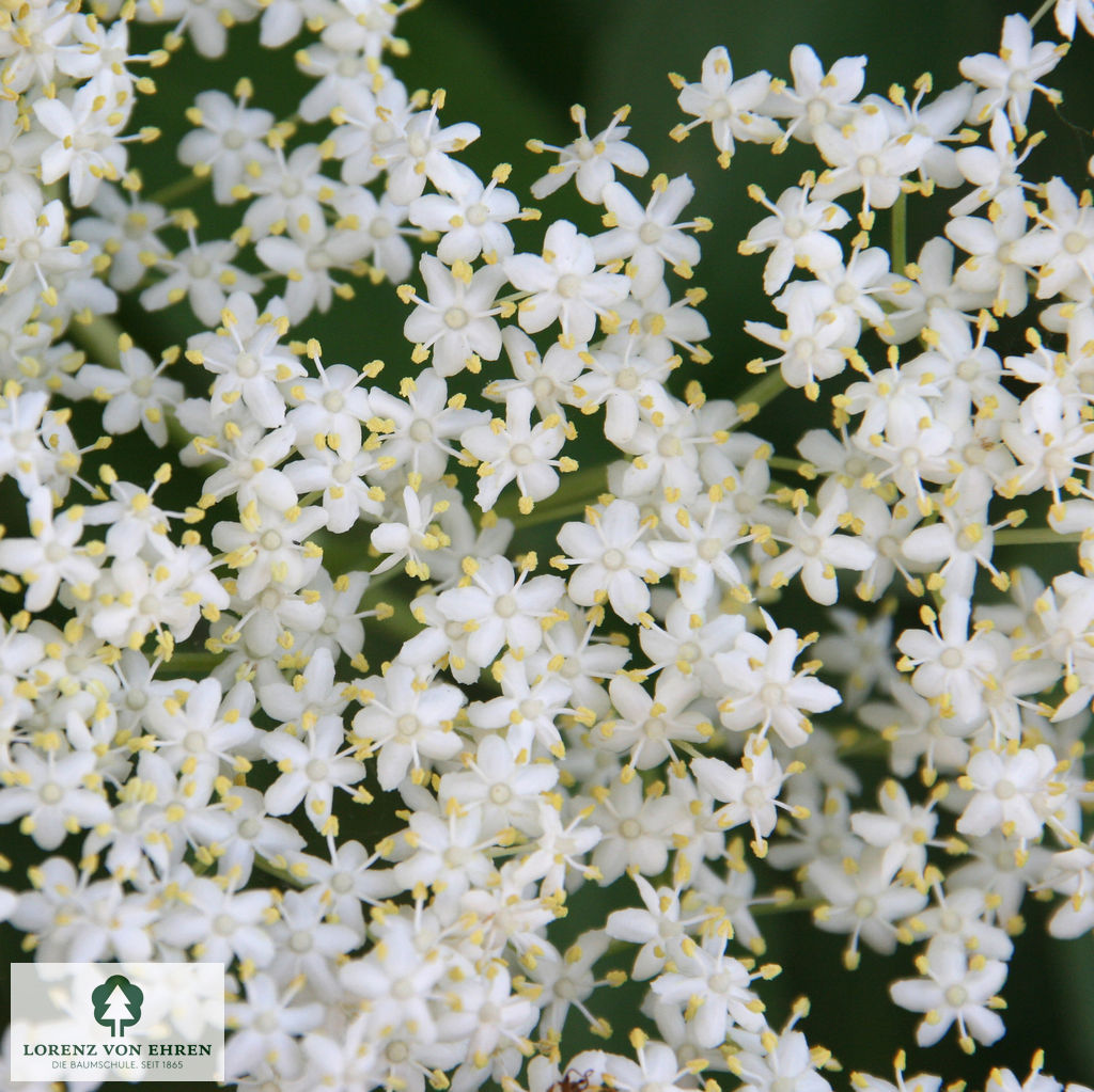 Sambucus nigra