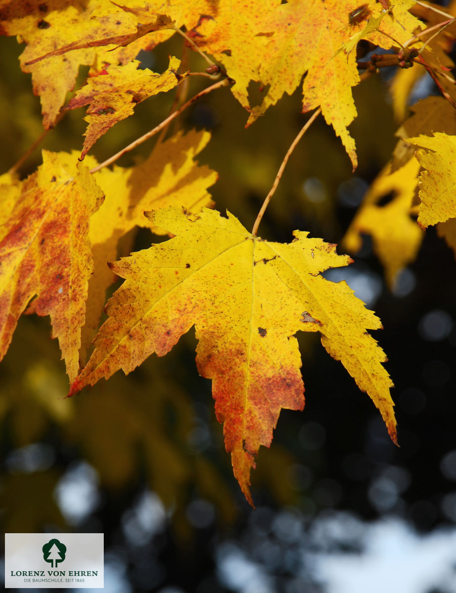 Acer rubrum 'Scanlon'