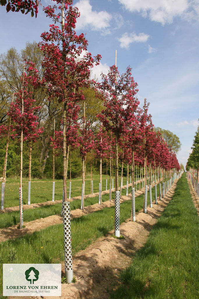 Malus 'Rudolph'