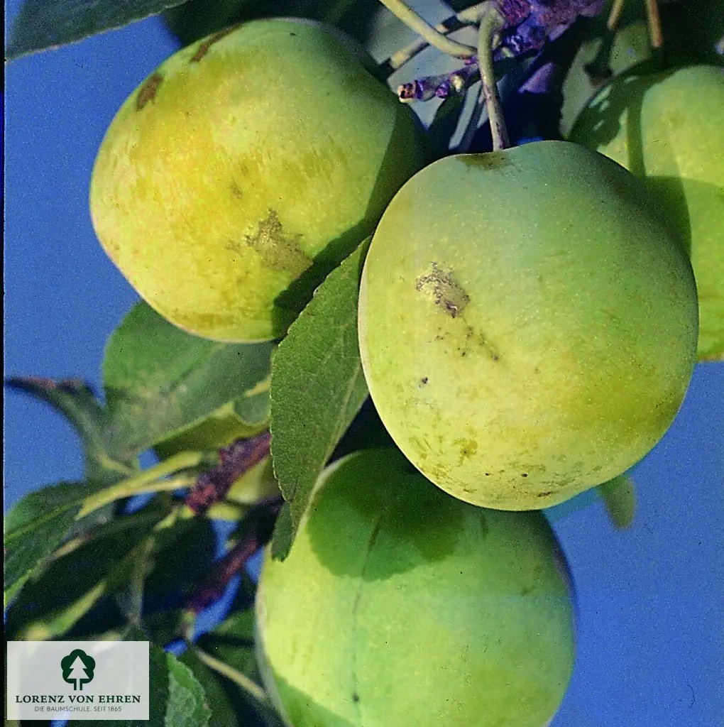 Prunus domestica 'Ontario'