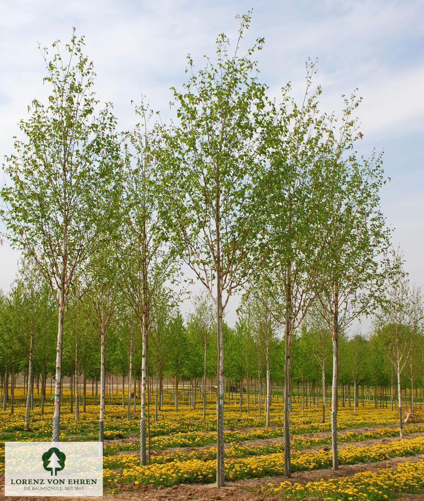 Betula jacquemontii