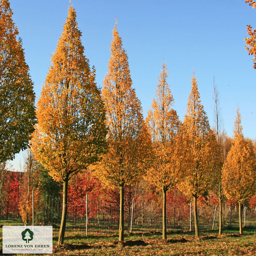 Carpinus betulus 'Fastigiata'  orange gefärbt im Herbst