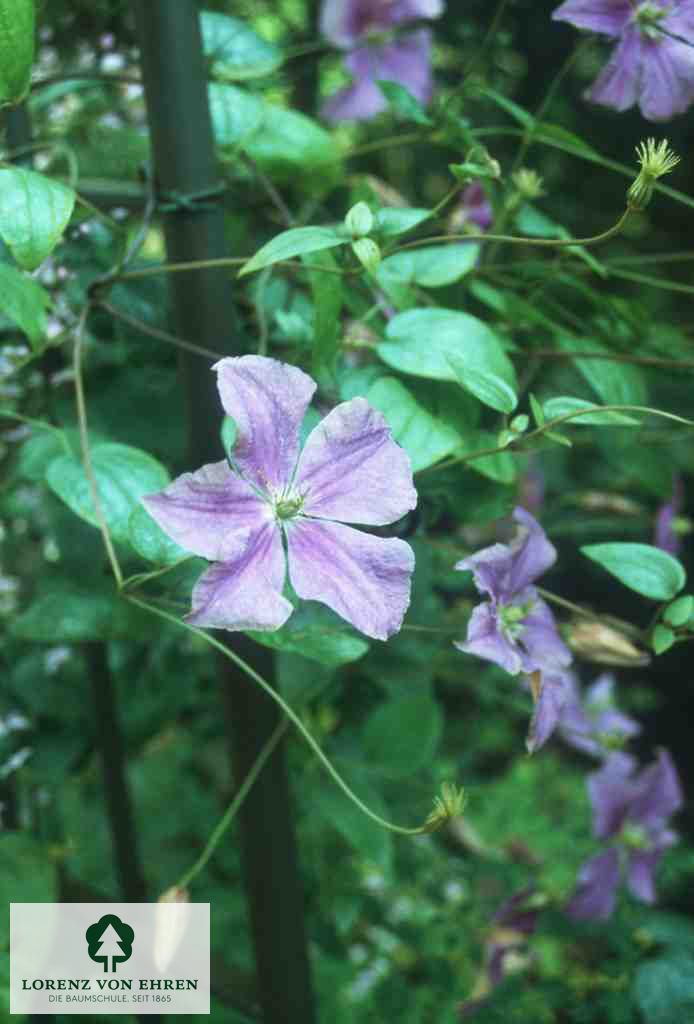 Clematis 'Perle d'Azur'